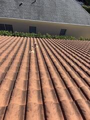 Roof Cleaning Tampa, FL