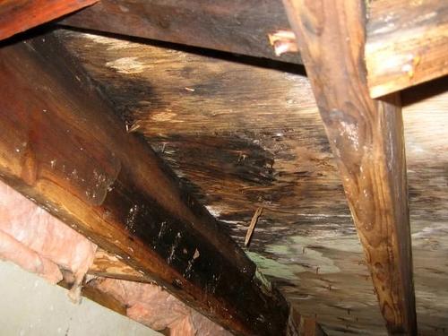 The picture shows wet rot damage to wood.