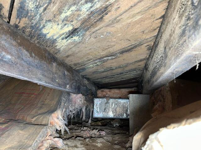 Mold on Floor Boards