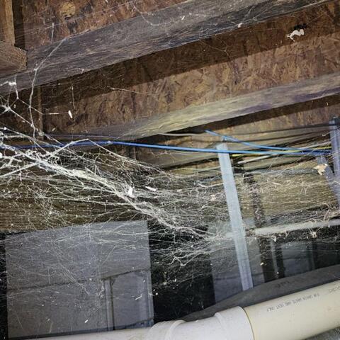 Moisture softens wood, giving a food source to unwanted pests.