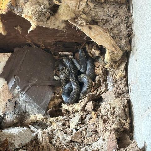 Rat Snake nesting in the crawl space.