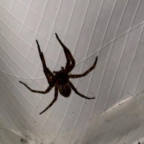 Spider in the crawl space