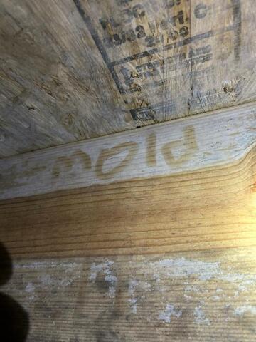 Mold on a Floor Joist