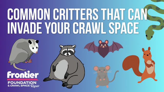 Common Critters That Can Invade Your Crawl Space