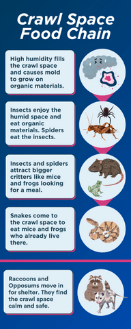 Crawl Space Food Chain InfoGraphic