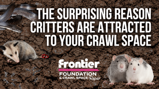 The Surprising Reason Critters are Attracted to Your Crawl Space