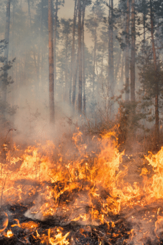 Feux de forêt, qualité de l\&#039;air et comment Systèmes Sous-sol Québec peut vous aider - Image 1
