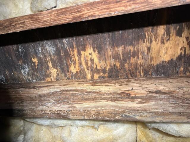 The Ultimate Guide to Crawl Space Sodablasting: The Eco-Friendly Way to Eliminate Mold - Image 2