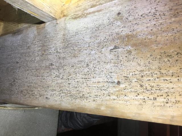 Mold is growing on the crawl space joists