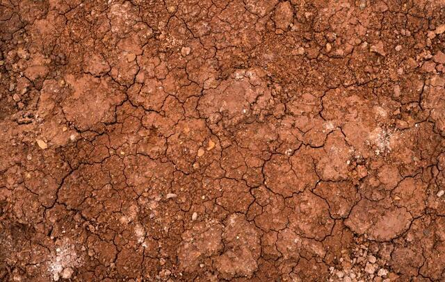 clay soil