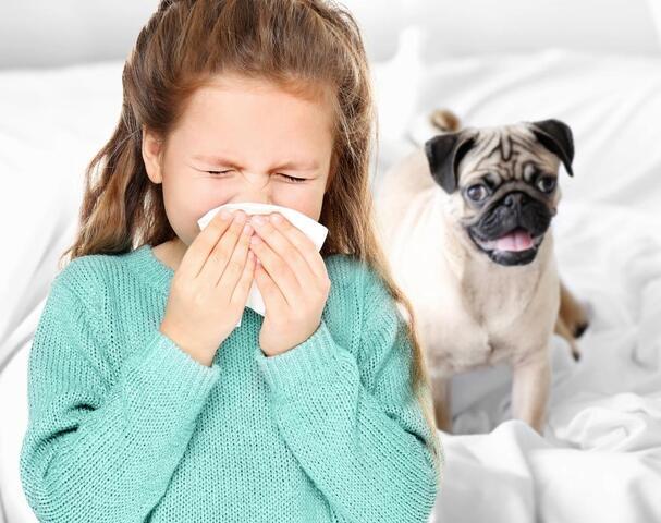 Indoor air allergey - Image 1