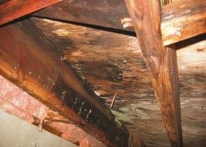 wood rot damage