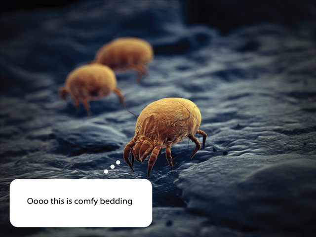 Indoor air allergey - Image 2