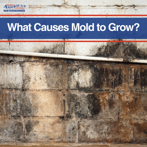 What Causes Mold to Grow & How Basement Waterproofing Near You Can Help!