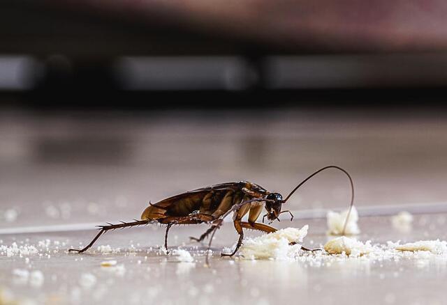 Are Cockroaches Really That Bad? - Image 1