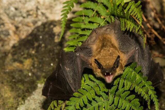 Will Removing Wildlife From Your Property Keep Your Family Safe? - Image 1
