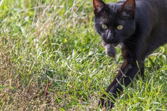Don't Let Your Cat Catch Rodents