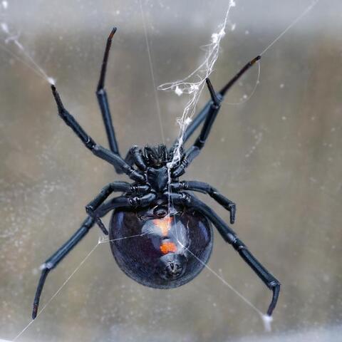 Do You Really Need to Worry About Black Widow Spiders Here in New Jersey?