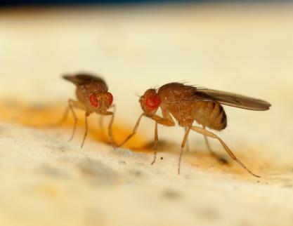 NJ Homeowner's Guide to Fruit Flies