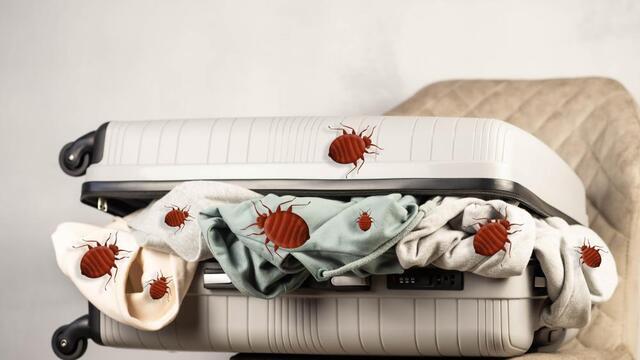 Could it be Bed Bugs? - Image 1