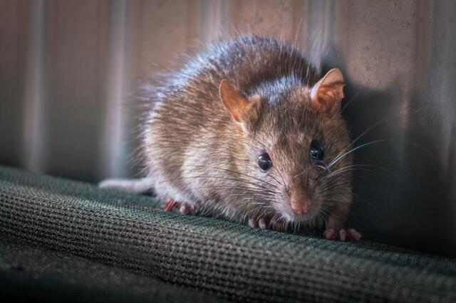 Tips to Prevent Rodents During Rodent Awareness Week