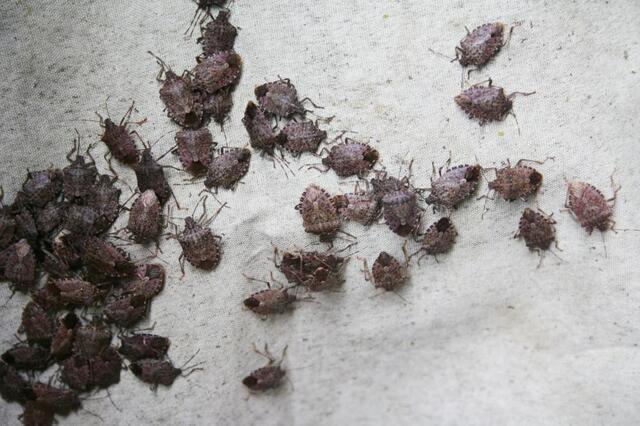 Stink Bugs Are Emerging Earlier in New Jersey