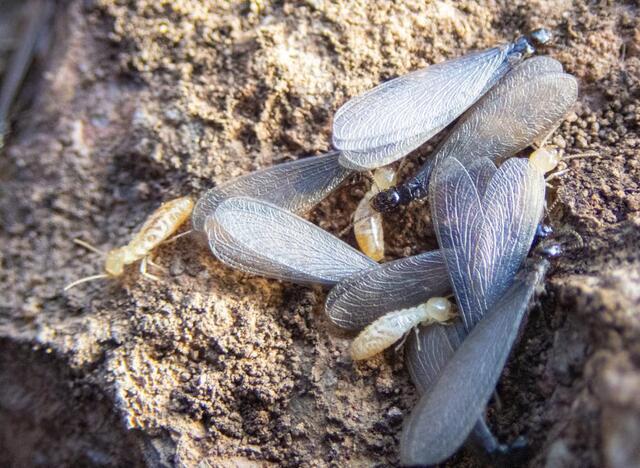 Signs of Winged Termites