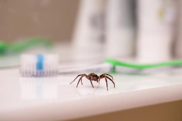 Spider Extermination in Alabama - Image 1