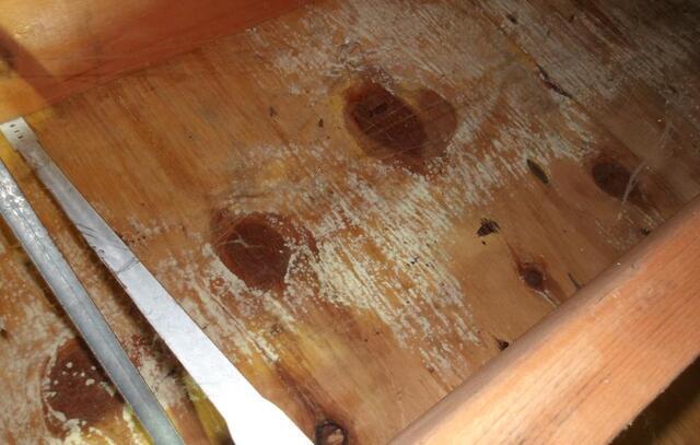 Why Ignoring Mold Spores in Your Crawl Space Is a Bad Idea - Image 2