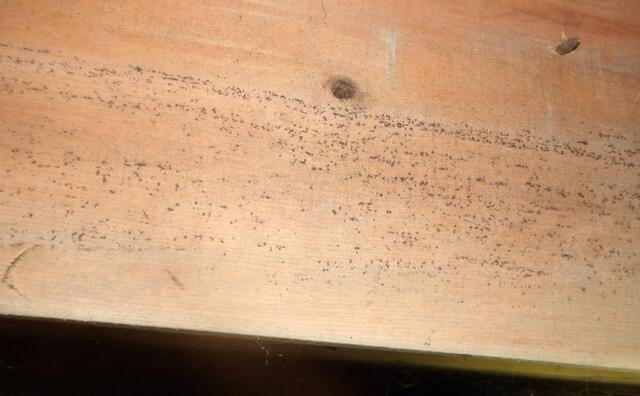 Why Ignoring Mold Spores in Your Crawl Space Is a Bad Idea