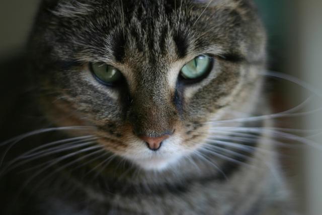 Carpet Cleaning for Feline/ Cat Urine
