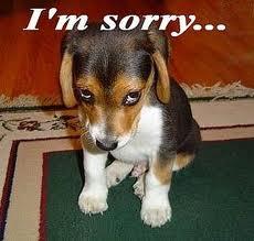 Pet Stains: Best Carpet Cleaner