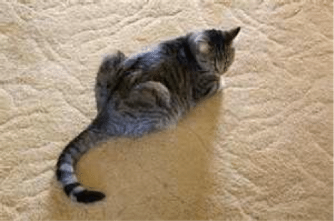 Carpet Cleaning For A House With Cats