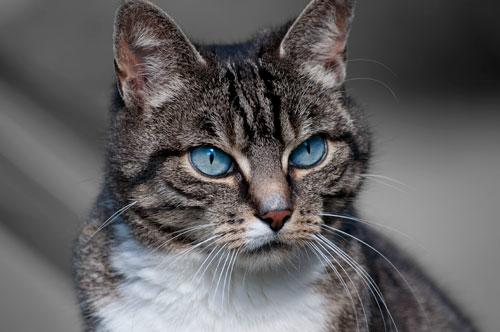5 Helpful Ideas for Cleaning Cat Urination in the Home