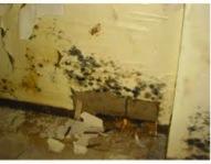 Preventing Mold in Your Home After Flood Damage