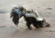 How to Remove that Skunk Smell from your Home