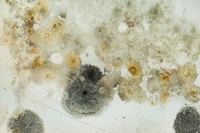 Why Your Basement Gets Musty in Spring & Summer (and What to Do About It)