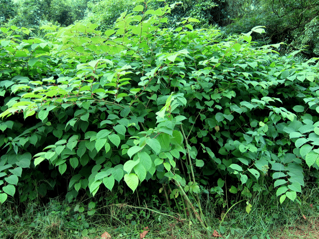 Picture of japanese knotweed