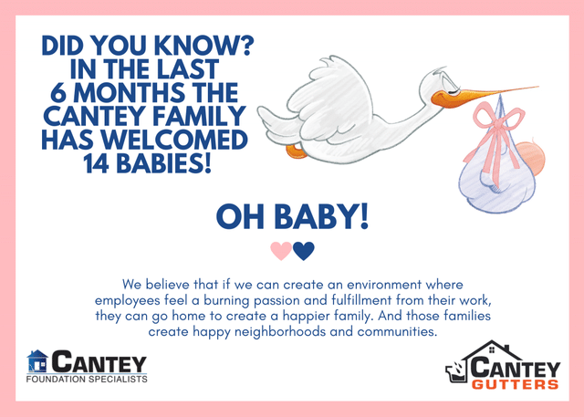 Baby Boom at Cantey!