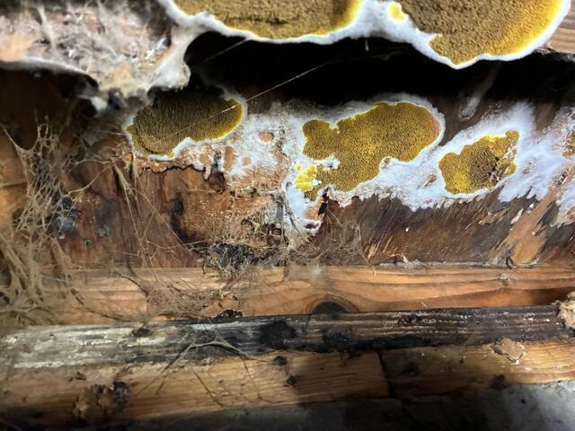 How Crawlspace Encapsulation Improves Energy Efficiency in Southern California Homes - Image 3