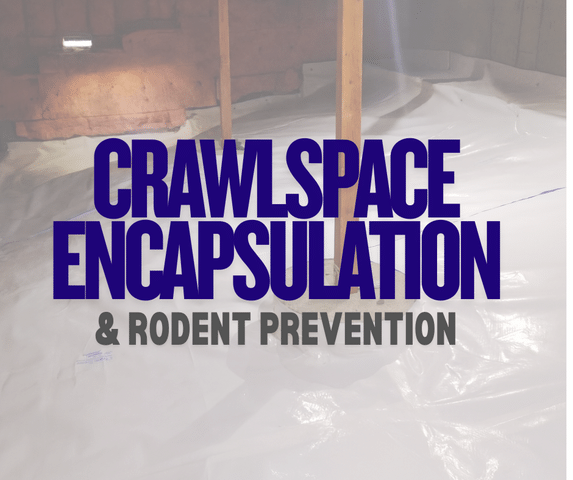 Crawl Space Encapsulation & Rodents in Reno-Tahoe: What Homeowners Need to ...