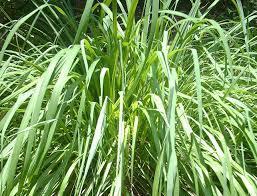 Grow A Citronella Plant To Keep Your Patio Mosquito Free!