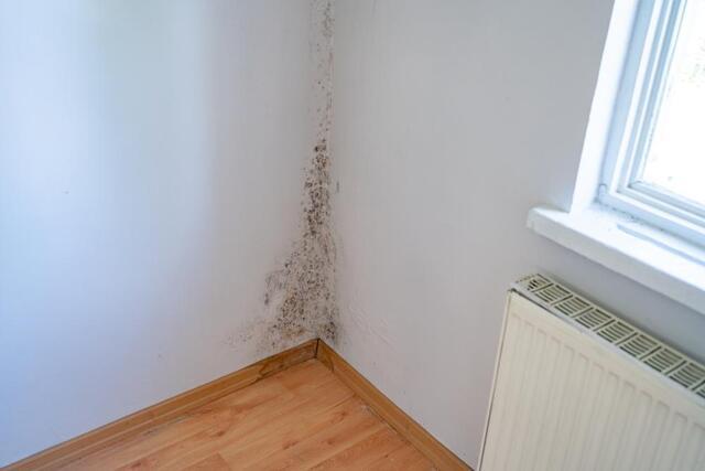 Keep Yourself Safe from Mold This Holiday Season