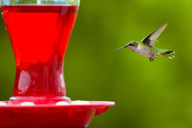 Is Mold in Your Hummingbird Feeder Harming the Birds in Your Yard? - Image 1