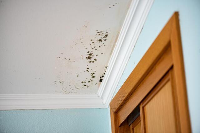 How to Prevent Mold This Summer - Image 1