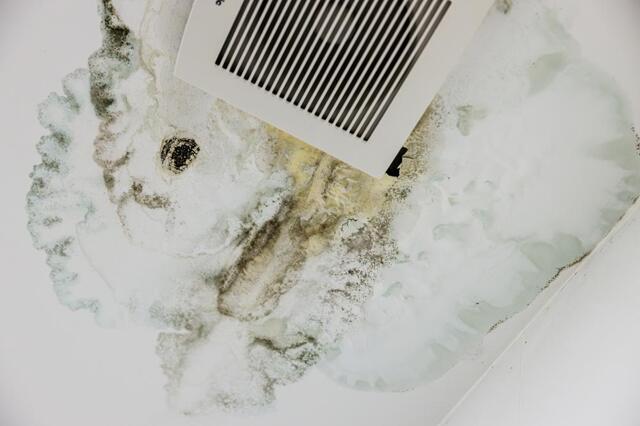 Did Terrifying Stories about Toxic Mold Make Mold Even More Dangerous? - Image 1