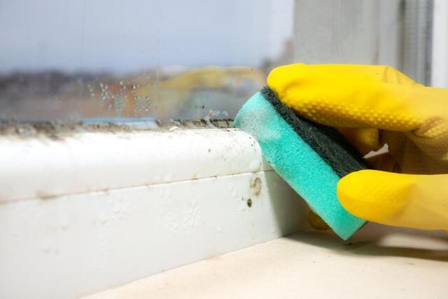 What is the Best Method of Killing Mold? - Image 1