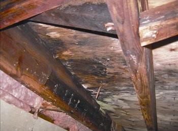 Excessive Heat Causes Dampness And Mold In The Crawlspace