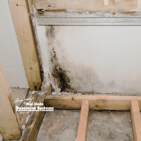 Basement Mold Prevention: Understanding the Signs &amp; Symptoms - Image 1