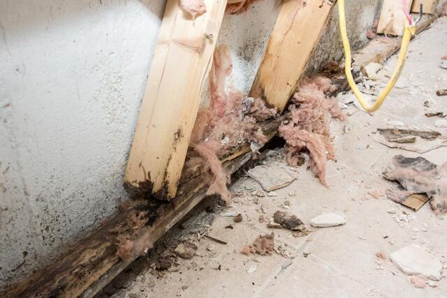 mold growth